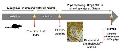 Ijms Free Full Text Fluoride Affects Dopamine Metabolism And Causes