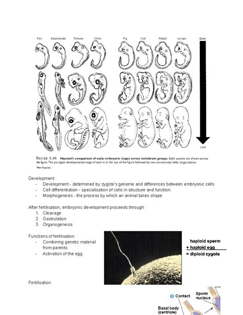 Week 10 Foetal Development Of Organisms Fertilisation Gastrulation