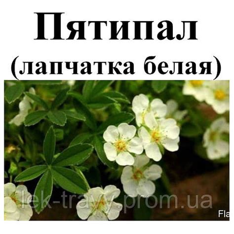 Лапчатка белая (пятипал), трава сухая, 50 грамм. (ID#1731393414), цена ...