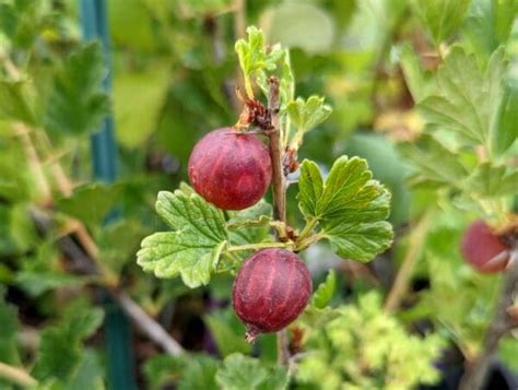 Ribes Uva Crispa Captivator Groseiller Maquereau P Pini Res Quissac