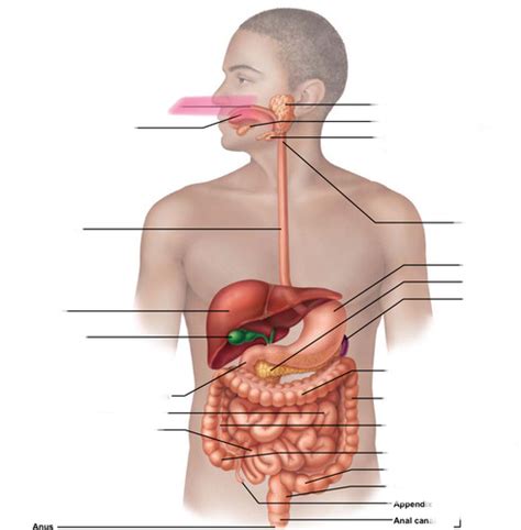 Exam 3 Anatomy Exam Flashcards Quizlet