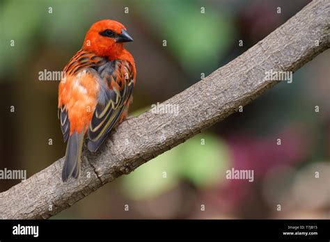 Red Fody Bird Portrait Stock Photo - Alamy