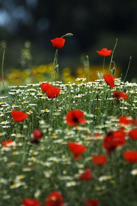 A Field of Spring Flowers (shallow Depth of Field) Stock Image - Image ...