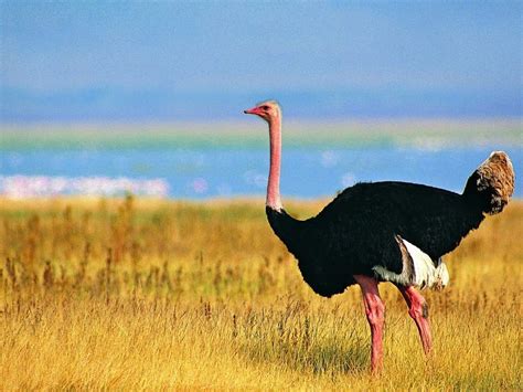 Descubre La Impresionante Fauna De La Sabana Africana