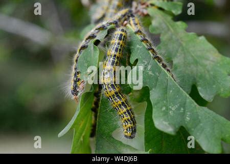 Allemagne Caterpillar Chenille Processionnaire Du Ch Ne Lat