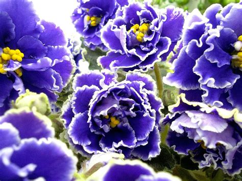 Фиалки Название Сортов И Фото Описание — Картинки фотографии