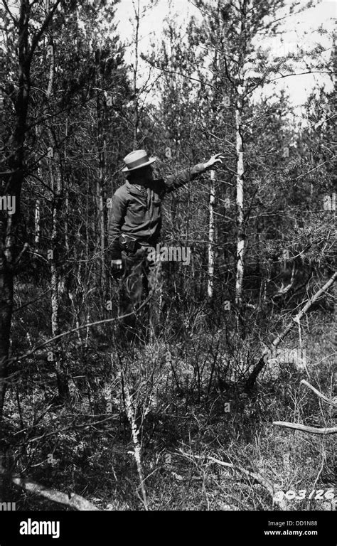 Bark Beetle and Ips Damage - - 2127634 Stock Photo - Alamy