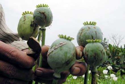 Afghanistan Sets New Record In Opium Production Tolonews