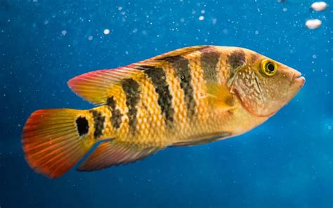 Red Terror Cichlid Care: Complete Guide for Beginners - AquariumNexus