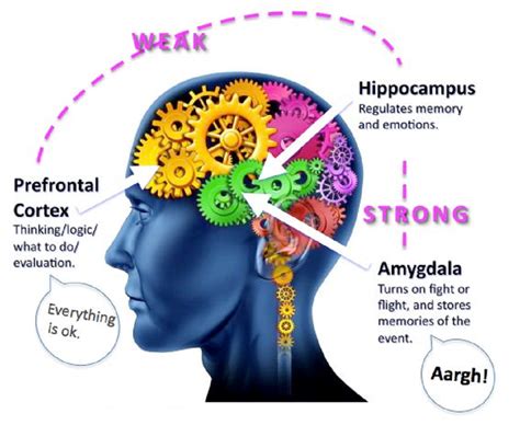 The Brains Fight And Flight Response To Social Threat Https