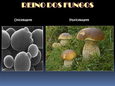 Fungos Unicelulares - de exemplos de fungos unicelulares e pluricelulares - brainly.com.br