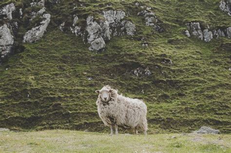 Premium Photo Portrait Of Sheep Standing On Rock