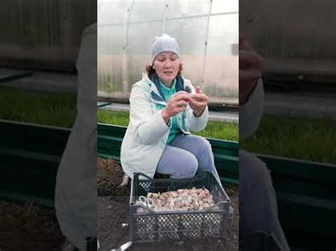 НЕ ИСПОЛЬЗУЙТЕ ТАКИЕ ЗУБКИ ЧЕСНОКА ДЛЯ ПОСАДКИ! - YouTube