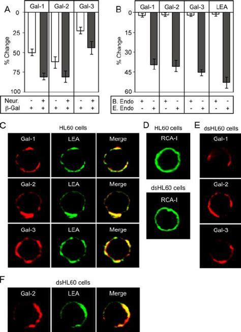 Gal 1 Gal 2 And Gal 3 Recognize Poly LacNAc Glycans On HL60 Cells