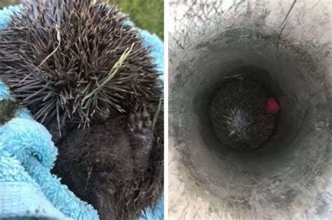 Shearer The Hedgehog Lucky To Survive Ordeal Trapped In Deep Hole On