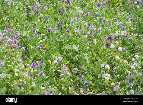 Crop Of Lucerne Alfalfa Medicago Sativa In Flower Lincolnshire