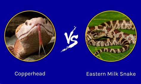 Copperhead Vs Eastern Milk Snake What Are The Differences