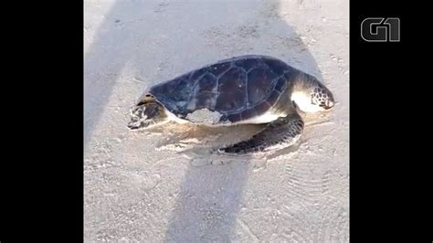 Tartaruga Verde Encontrada Morta Em Praia Do Balne Rio Fl Rida No