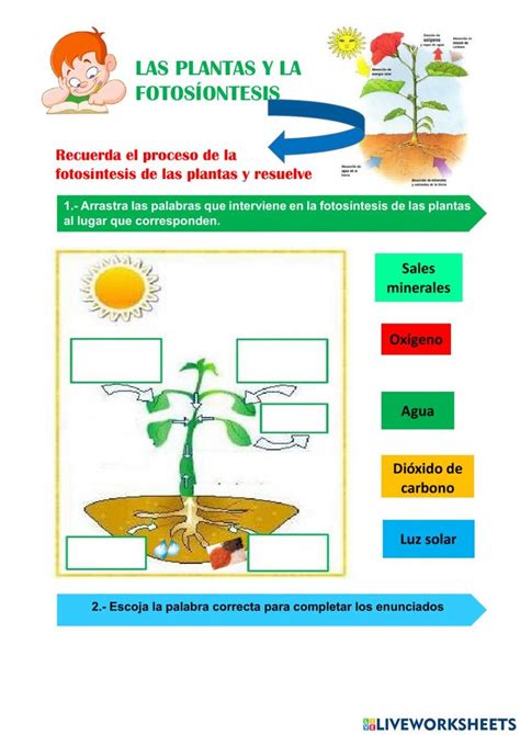 Conocemos Las Plantas Fotosintesis Y Respiracion Actividades De Images