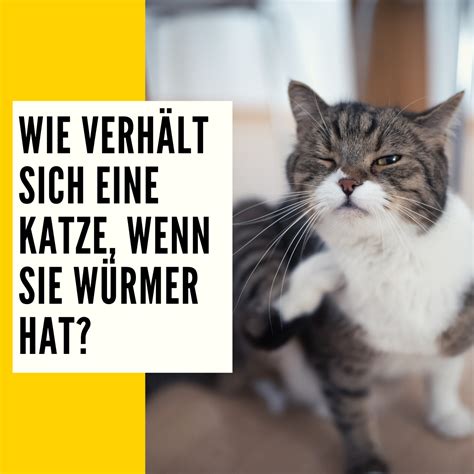 Würmer bei Katzen Ursachen Verhalten Behandlung