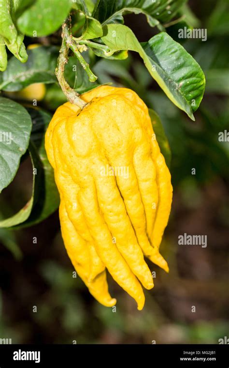 Buddhas Hand Fruit Hi Res Stock Photography And Images Alamy