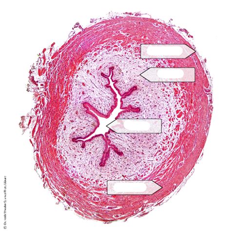 Ureter Cross section Diagram | Quizlet