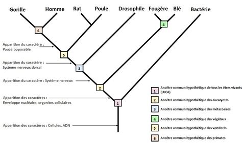 SVT TS Histoire évolutive de la lignée humaine