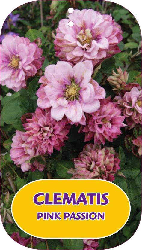 Clematis PINK PASSION EL Plant Wholesale FlorAccess