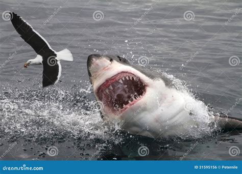 Great White Shark Attacking Seal