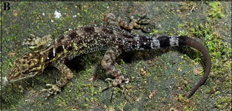 New Species Of ‘large Gecko Discovered In India Photos Miami Herald