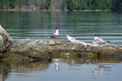 Bruce Amos Photography Big Cedar Lake Quebec