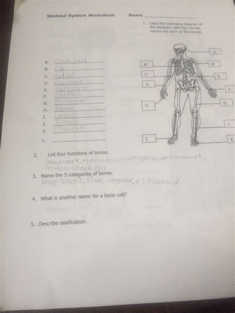 Solved Name Skeletal System Worksheet Label The Following Chegg