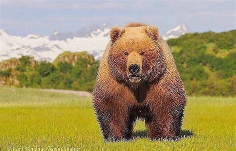 This is a very beefy #kodiak Bear! Rate this picture from 1-10‼️. - Tag