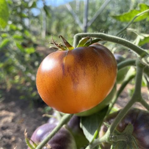 Saatgut Samen Von Der Tomate Ananas Blau