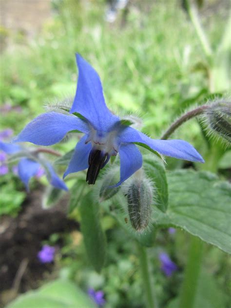 Borage | Plant-Lore