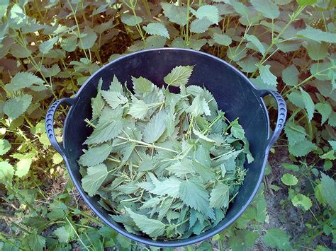 Pur N De Ortigas En El Cultivo De Tomates Beneficios Y Aplicaci N