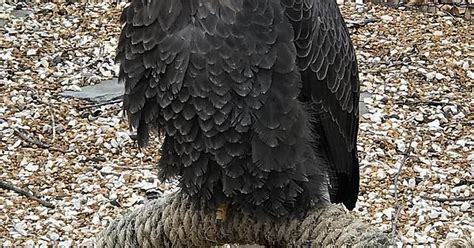 Adult Bald Eagle Album On Imgur