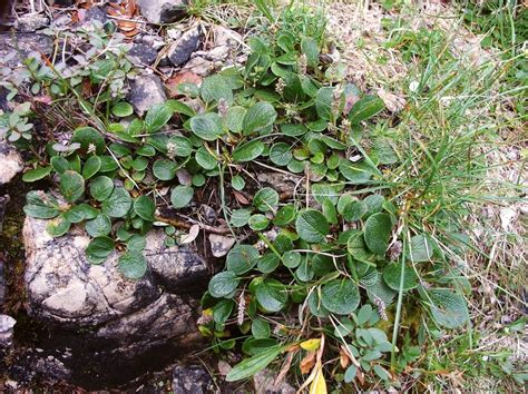 Dwarf Willow Is The Smallest Tree Info Cabin