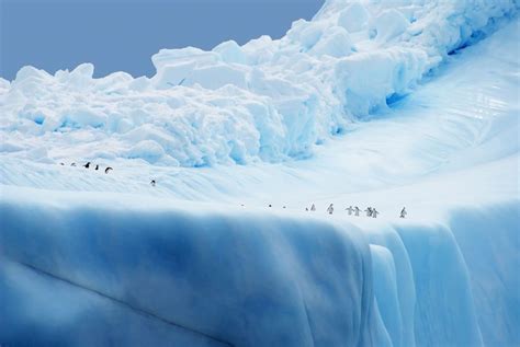 Penguin City Photo By Christian Wilkinson National Geographic Your