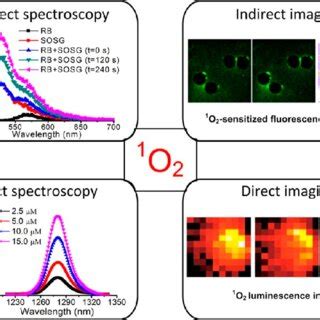 Summary Of O Generation By Qds And Qdps Conjugates And Detection