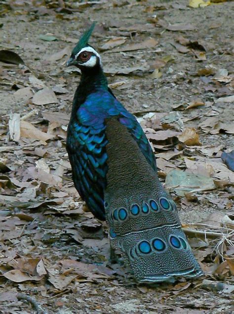 Palawan Peacock-Pheasant - BirdForum Opus | BirdForum