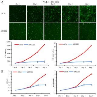 Effect Of Pole Knockdown On A Cell Proliferation A Cell Counting