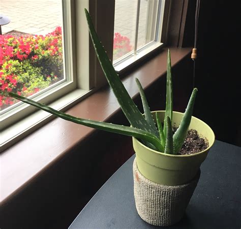 Why Does My Aloe Vera Plant Have Black Spots Plantă Blog