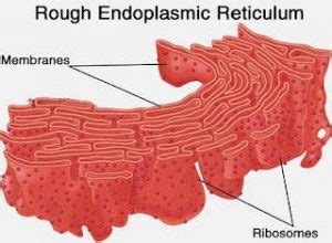 Endoplasmic Reticulum Er Basic Structure And Functions