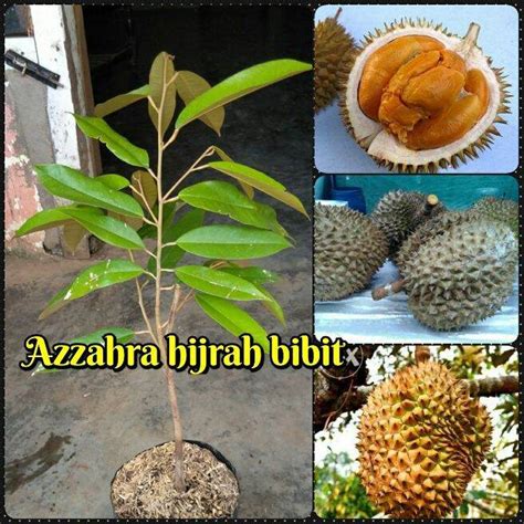 Benih Bibit Tanaman Buah Durian Duri Hitam Lazada Indonesia