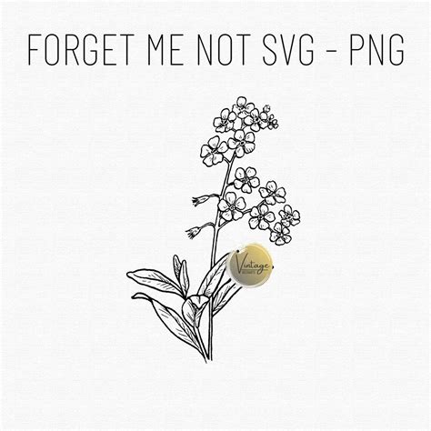 Vergissmeinnicht Blumen Svg Vergissmeinnicht Blume Png Single Line