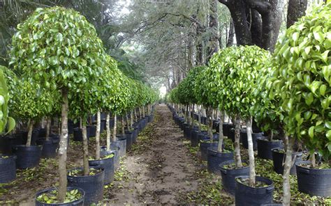 Ficus Benjamina Características Y Cuidados