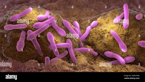 Clostridium Botulinum Growing On Tissue Illustration Stock Photo Alamy