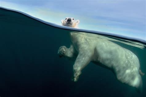 Résultat de recherche d images pour ours polaire Polar bear Bear