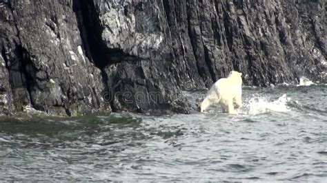 White Polar Bear Eats Dead Whale In Water Of Svalbard Stock Footage